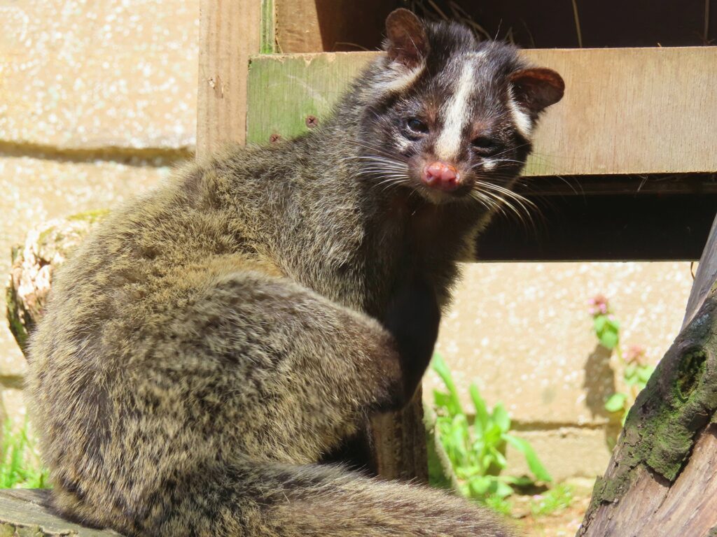ハクビシン