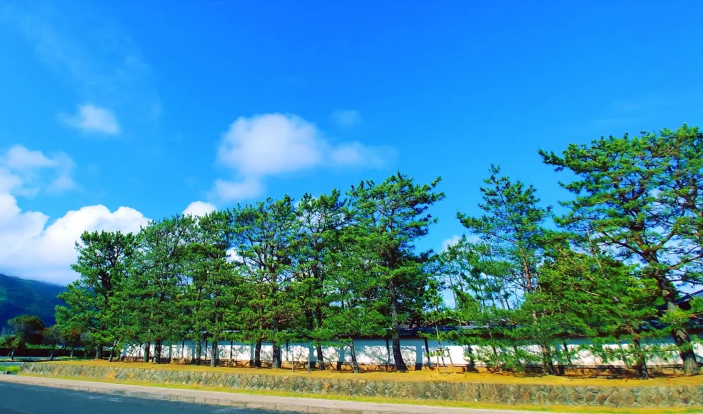 築地松